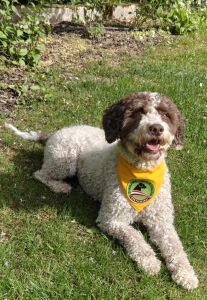 Tiergestützte Therapie mit Hund - Juna der Therapiehund